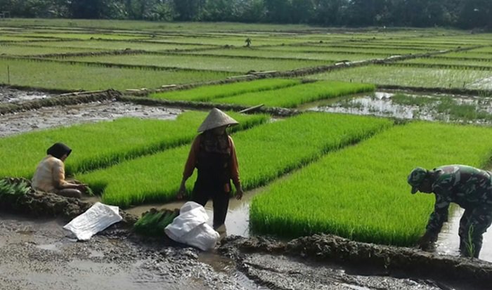 Pemkab Simeulue pada 2025 Targetkan 9.452 Hektare Sawah Ditanami Padi